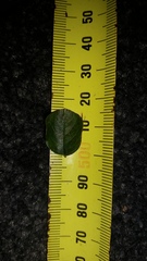 Cotoneaster hjelmqvistii