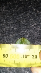 Cotoneaster hjelmqvistii