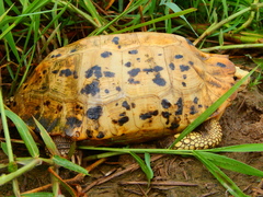 Indotestudo elongata