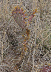 Opuntia tortispina