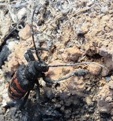 Ceroplesis capensis