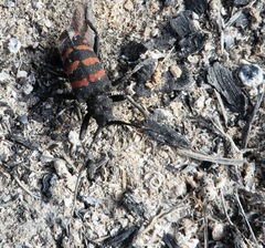 Ceroplesis capensis