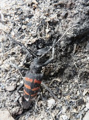 Ceroplesis capensis
