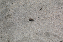 Cicindela carthagena