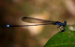 Prodasineura laidlawii