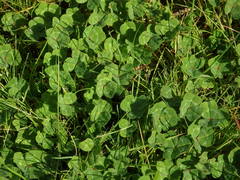 Trifolium subterraneum
