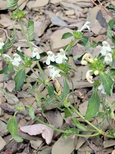 Image of Galeopsis segetum by (c) ahabo, some rights reserved (CC BY)