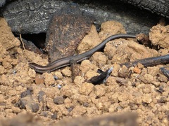 Tetradactylus seps