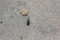 Cicindela carthagena