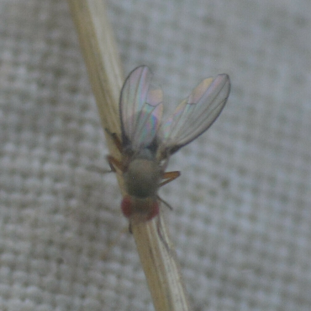 Diastata costata