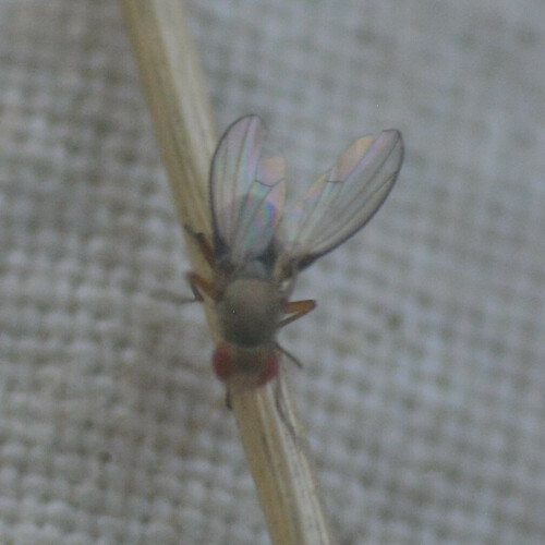 Diastata costata