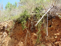 Aspalathus bracteata