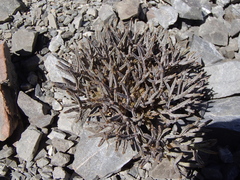 Lignocarpa carnosula