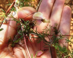 Aspalathus bracteata