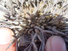 Lignocarpa carnosula