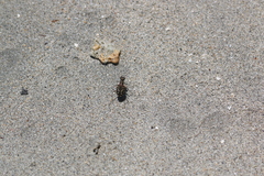 Cicindela carthagena