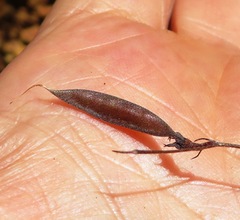 Aspalathus bracteata