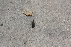 Cicindela carthagena