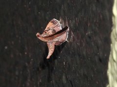 Endotricha theonalis