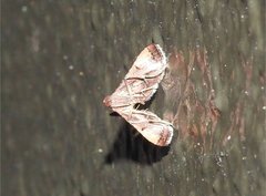 Endotricha theonalis