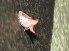 Endotricha theonalis