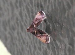 Endotricha theonalis