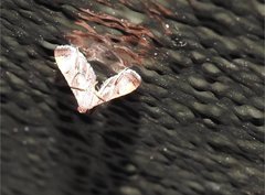 Endotricha theonalis