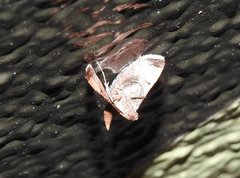 Endotricha theonalis