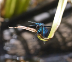 Rhyothemis resplendens