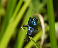 Rhyothemis resplendens