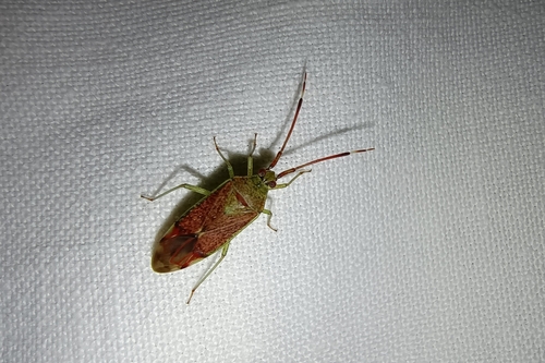 Hazel bug, 9351 JR Leek, Netherlands, photo 7 of 10