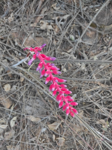 Neoglaziovia variegata