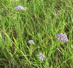 Tetraselago natalensis