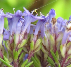 Tetraselago natalensis