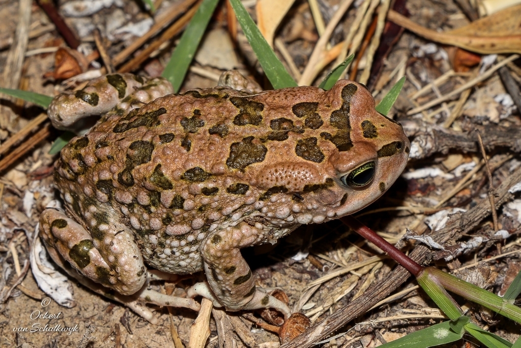 Karoo Toad