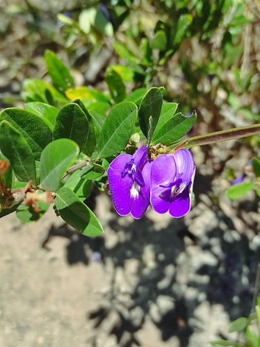 Periandra mediterranea
