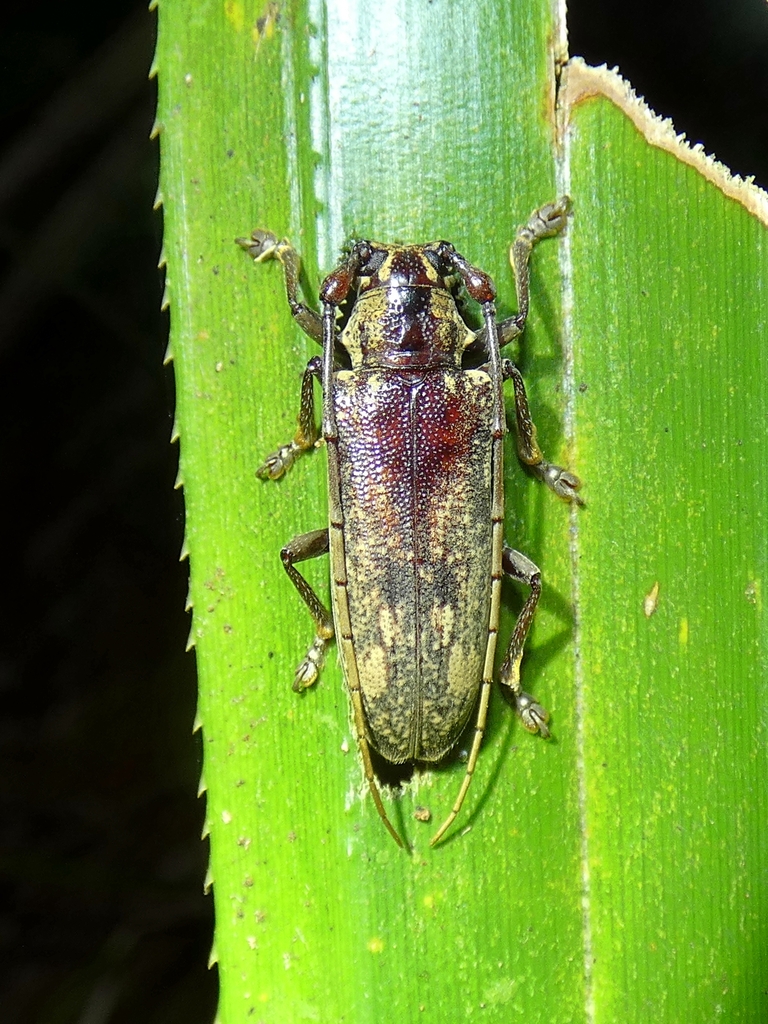 Mulciber undulatoides