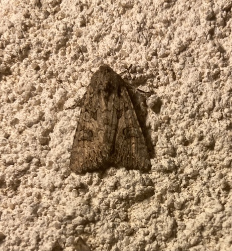 Anarta trifolii
