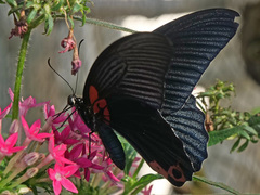 Papilio rumanzovia