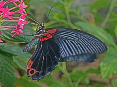 Papilio rumanzovia
