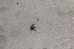 Cicindela carthagena