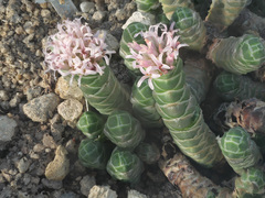 Crassula barklyi