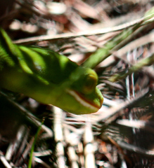 Naultinus flavirictus