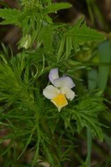 Viola × contempta
