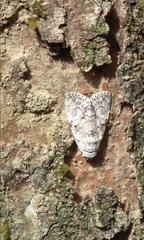 Barasa acronyctoides