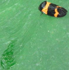 Cosmoscarta abdominalis