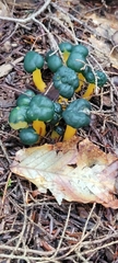 Leotia lubrica image