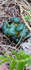 Leotia lubrica image