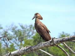 Hamerkop photo 3