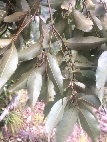 Castanopsis carlesii (Castanopsis carlesii)